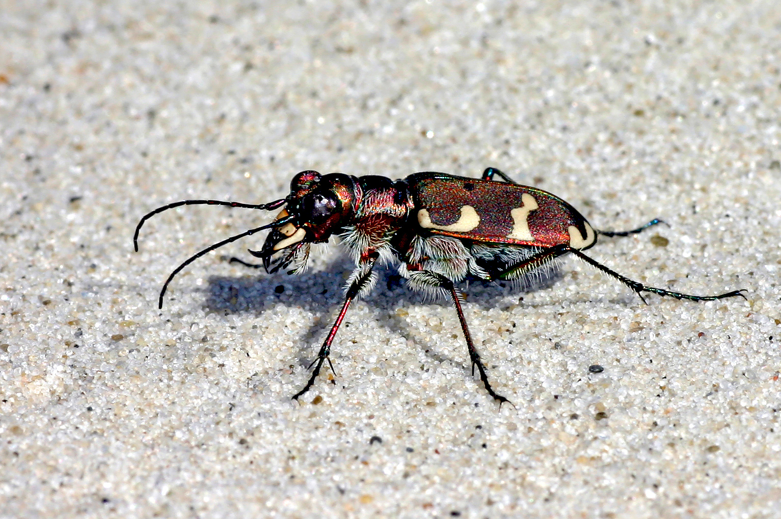 Dünen-Sandlaufkäfer oder Kupferbraune Sandlaufkäfer (Cicindela hybrida).....