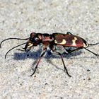 Dünen-Sandlaufkäfer oder Kupferbraune Sandlaufkäfer (Cicindela hybrida).....