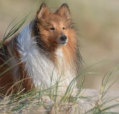 Dünen Sheltie