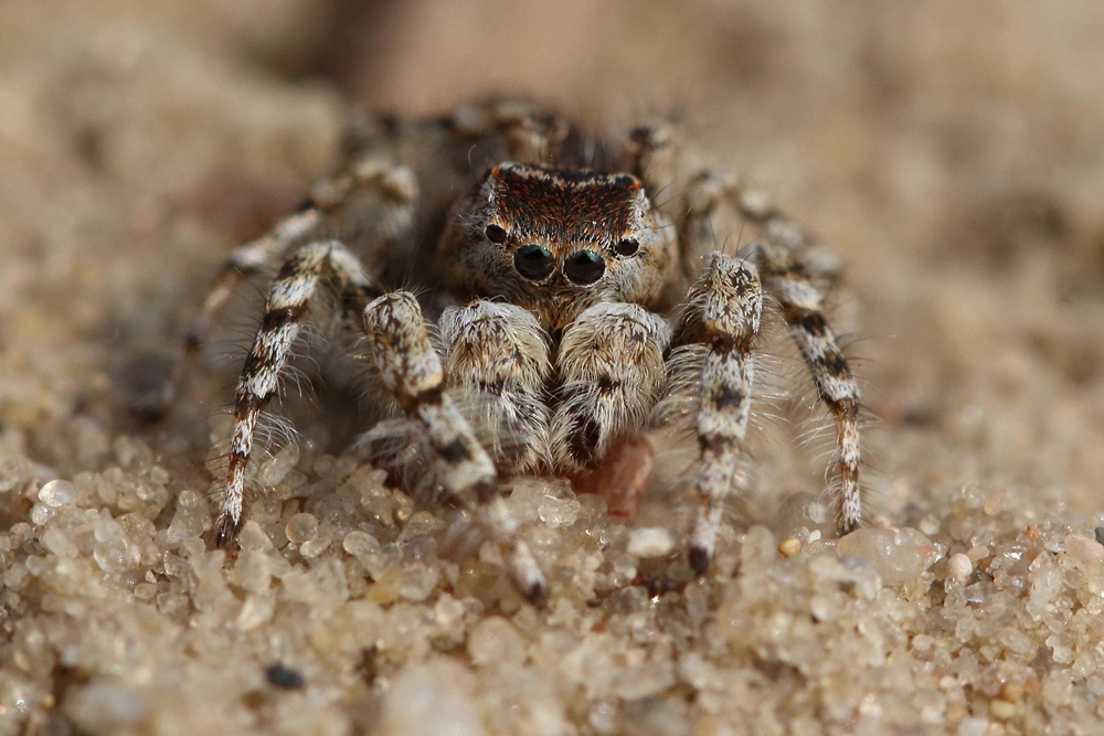 Dünen-Springspinne (männ.)