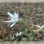 Dünen-Trichternarzisse oder auch Strandlilie