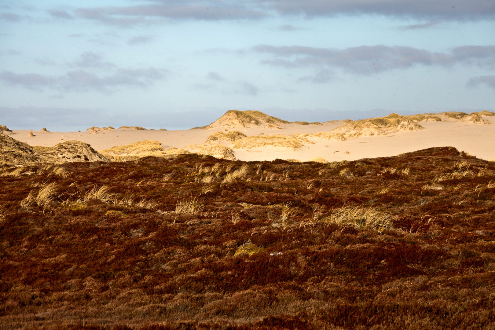 Dünen und Heide