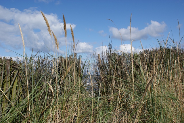 Dünen und Meer