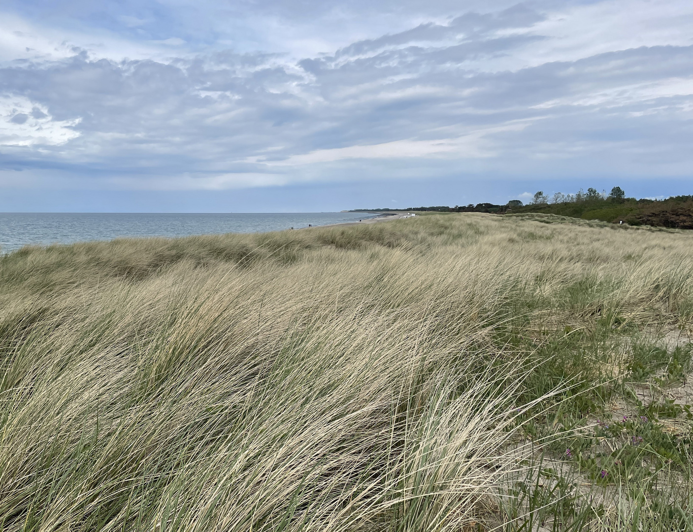 Dünen und Strand auf dem Darß