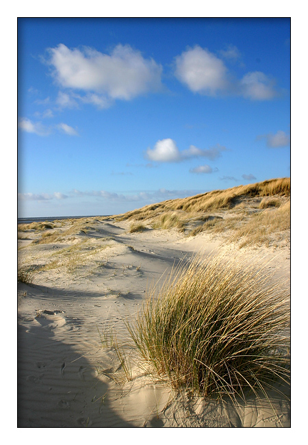 Dünen von Langeoog 2