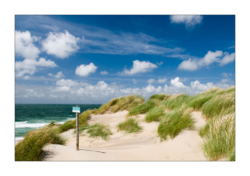 Dünen von Renesse