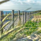 Dünen-Weg in Egmond aan Zee