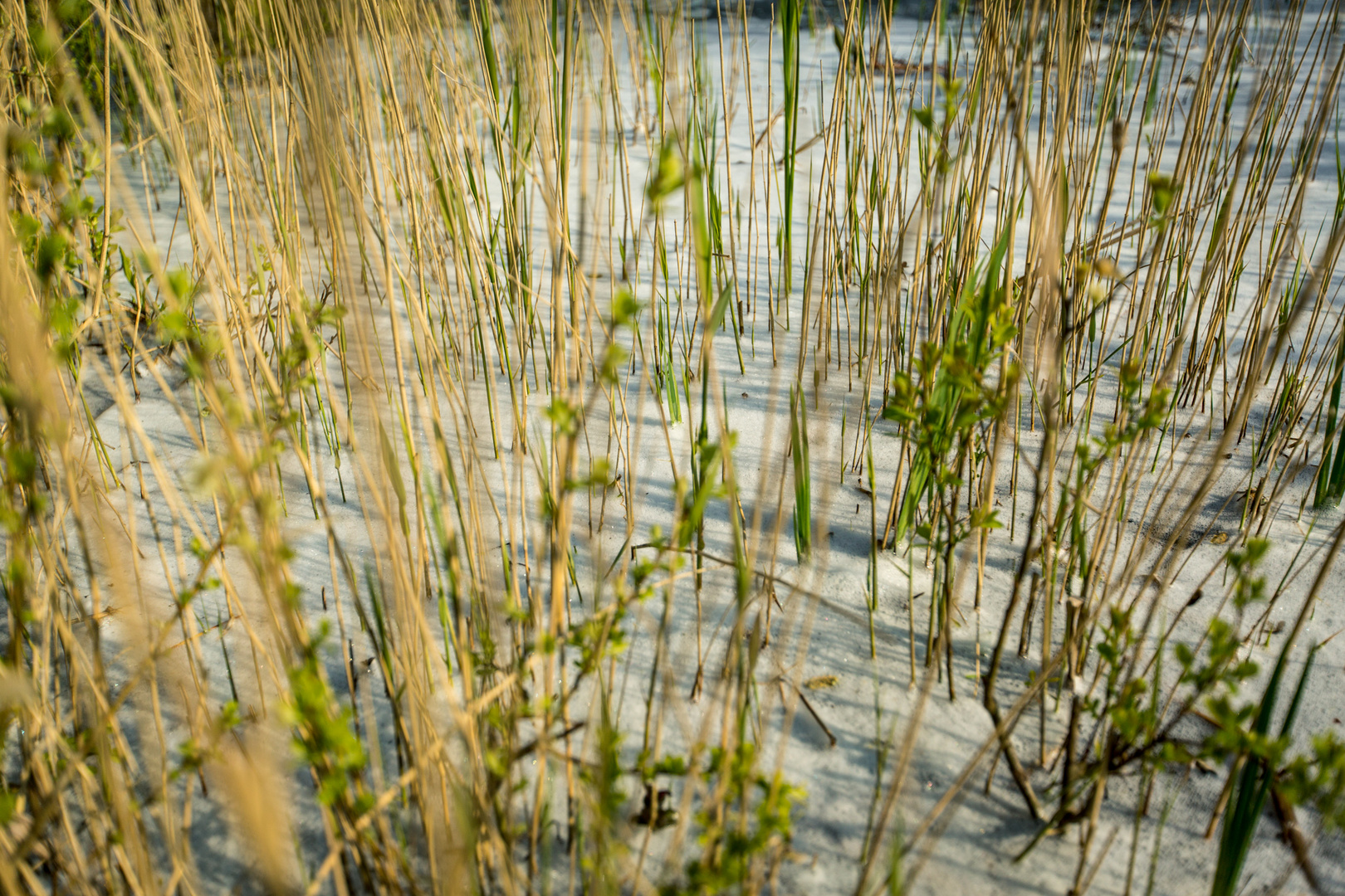 Dünenaufnahme auf Texel