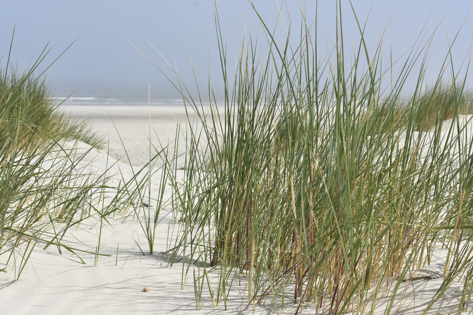 Dünenblick zur Nordsee - Langeoog