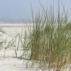 Dünenblick zur Nordsee - Langeoog