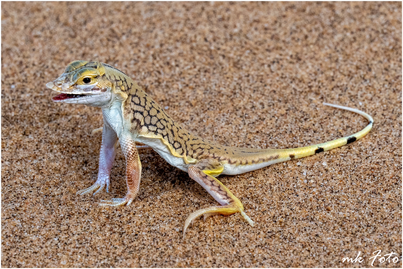 Düneneidechse in der Namib