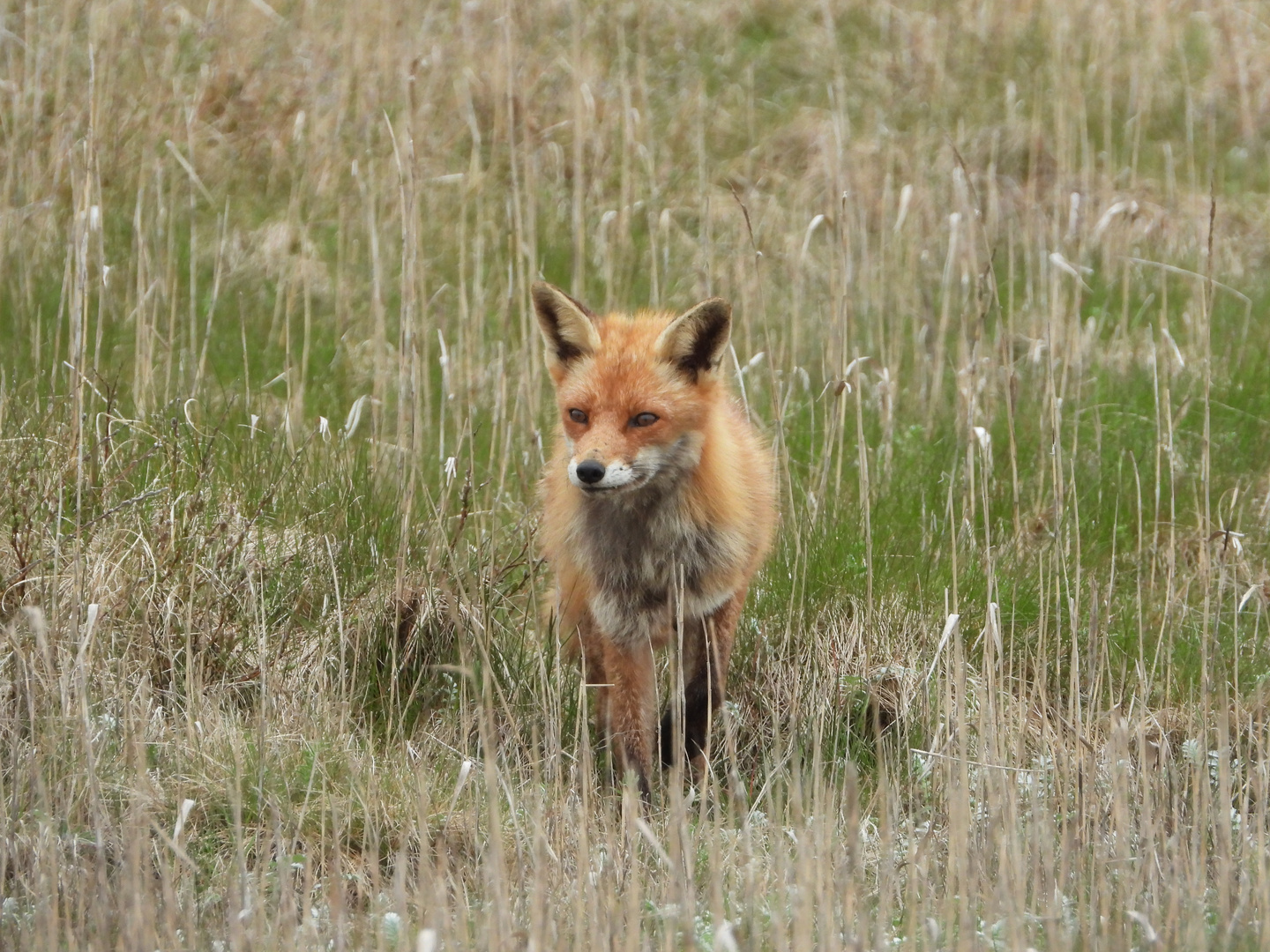 Dünenfuchs