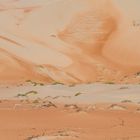 Dünengazellen in der Wüste