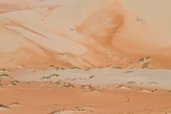 Dünengazellen in der Wüste