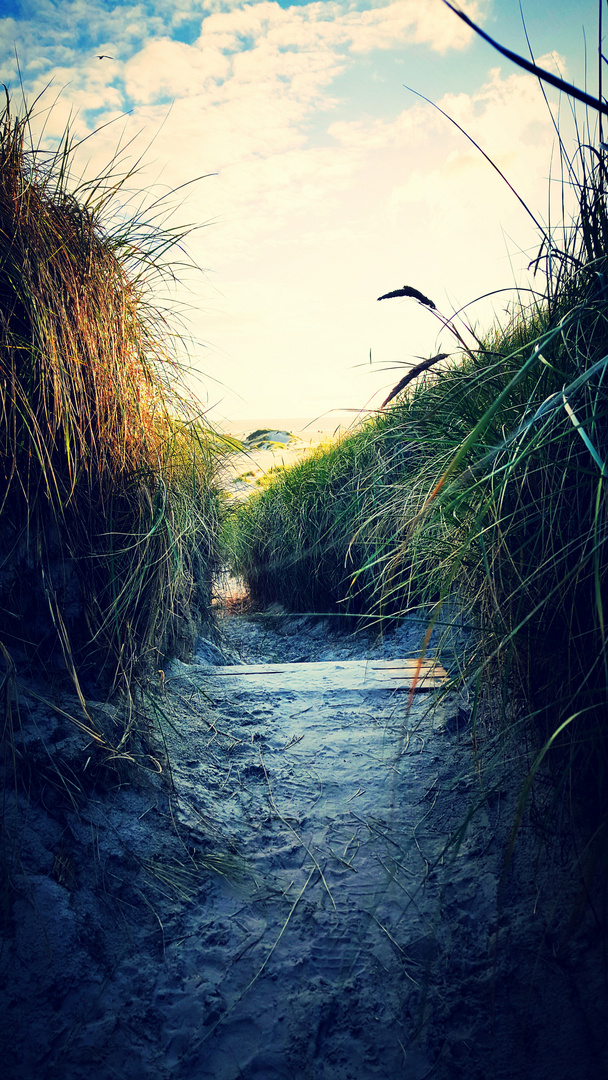 Dünengeleitschutz zum Strand 