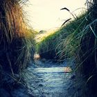 Dünengeleitschutz zum Strand 