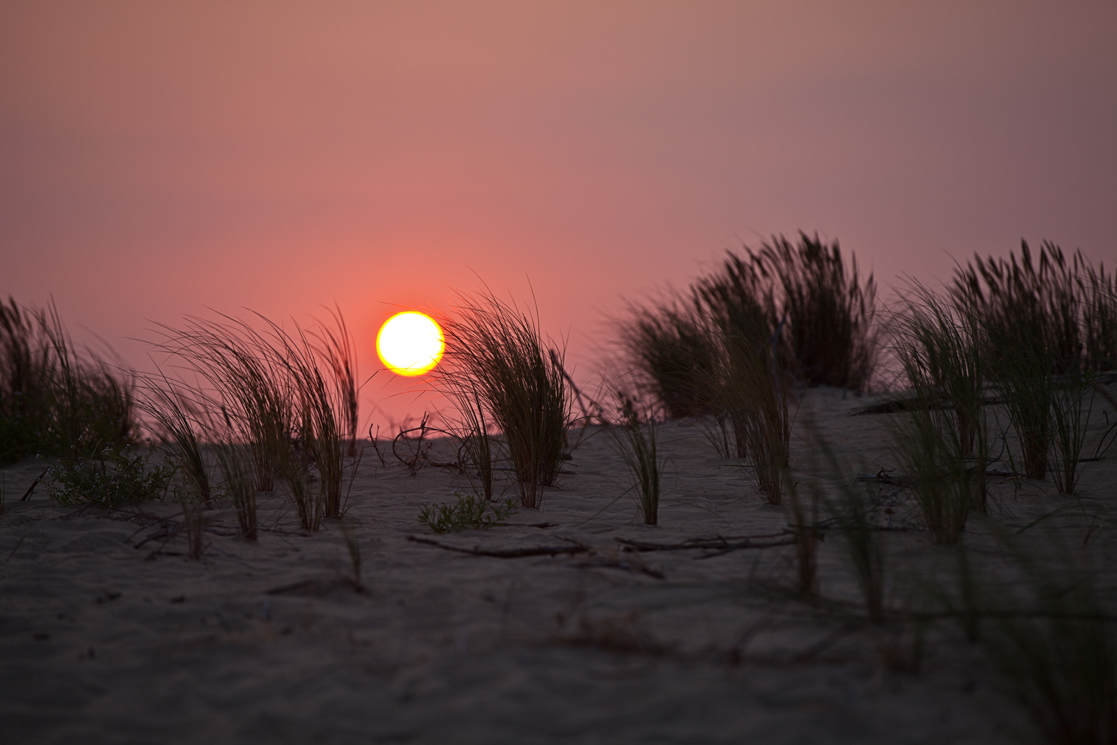 Dünengräser bei Sonnenuntergang