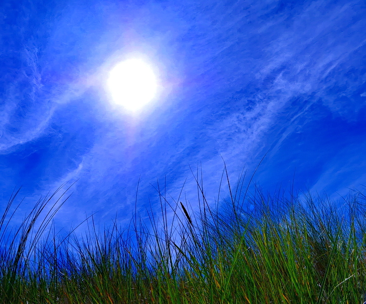 Dünengräser Im Sommerwind...