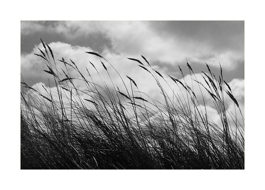 Dünengräser im Wind