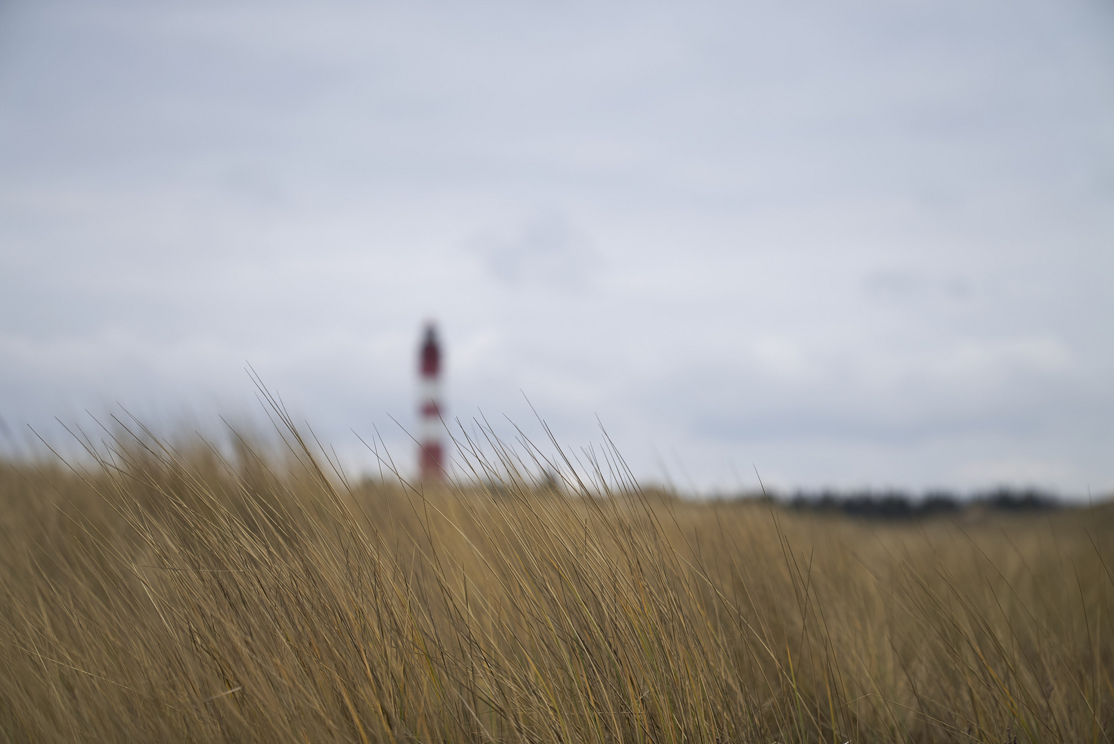 Dünengräser mit Amrumer Leuchtturm im Hintergrund
