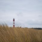 Dünengräser mit Amrumer Leuchtturm im Hintergrund