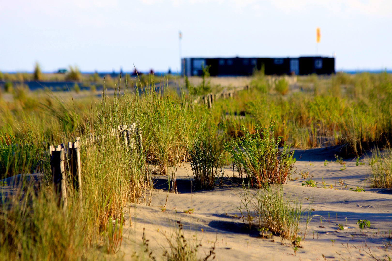 Dünengras am Mittelmeer