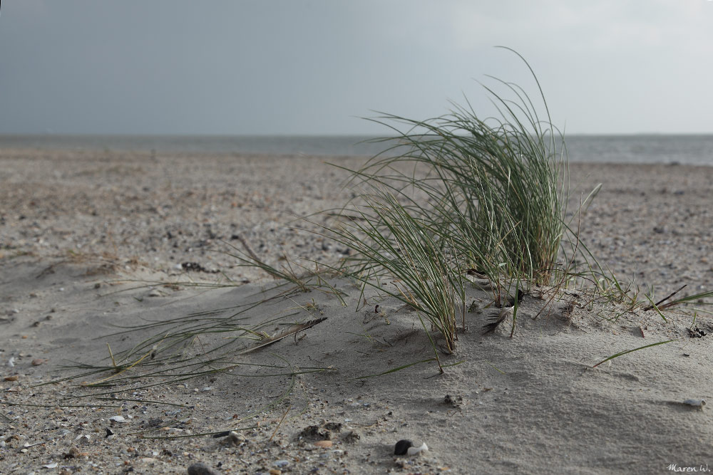 Dünengras am Strand