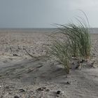 Dünengras am Strand