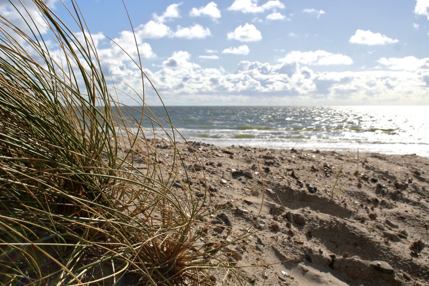 Dünengras am Strand im Sand