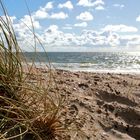 Dünengras am Strand im Sand