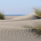 Dünengras auf einer Düne der Insel Föhr