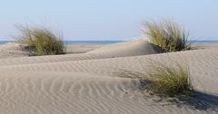 Dünengras auf einer Düne der Insel Föhr