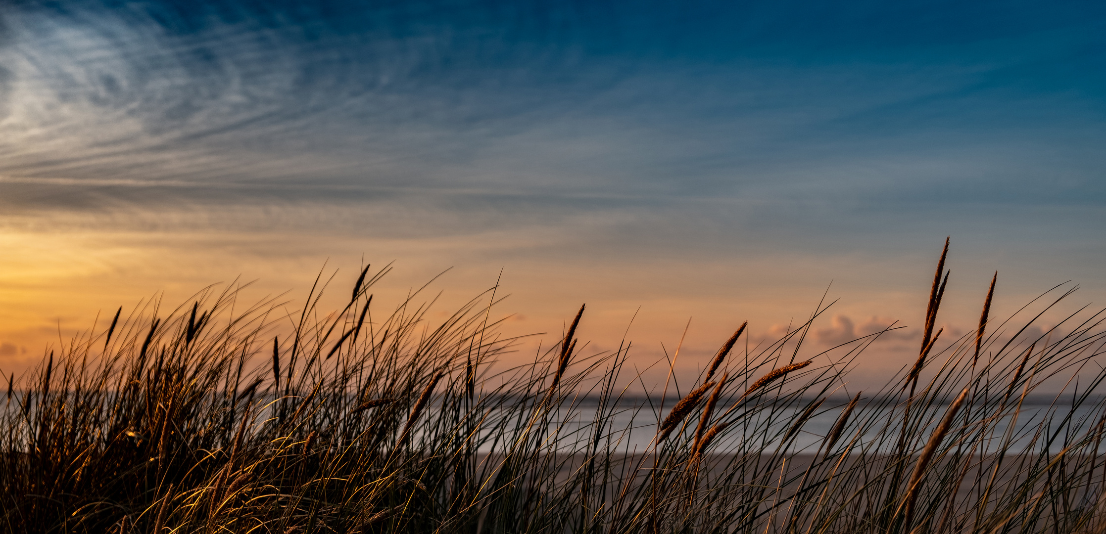 Dünengras auf Langeoog