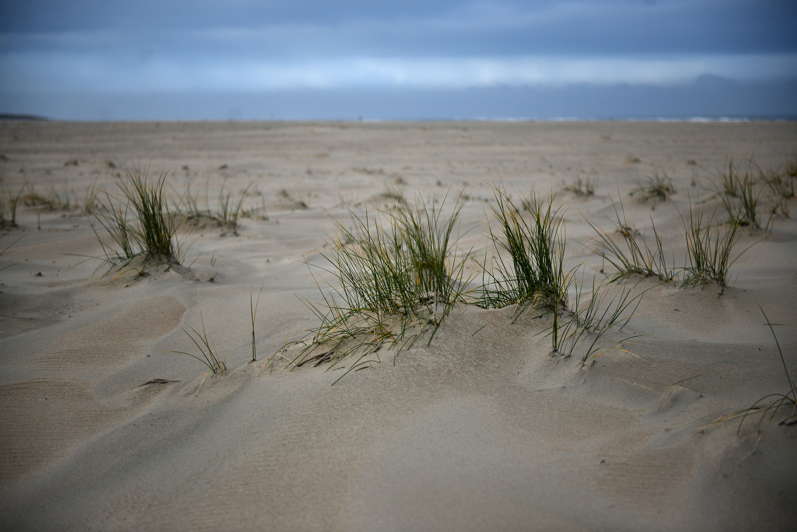 Dünengras auf Norderney.