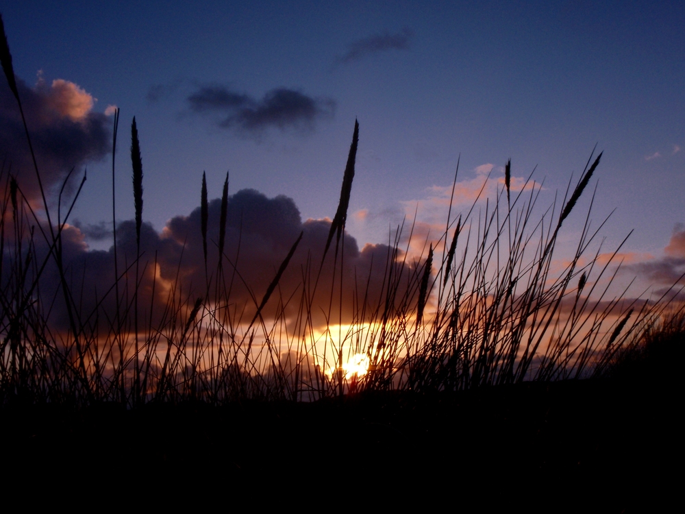 Dünengras bei Sonnenuntergang