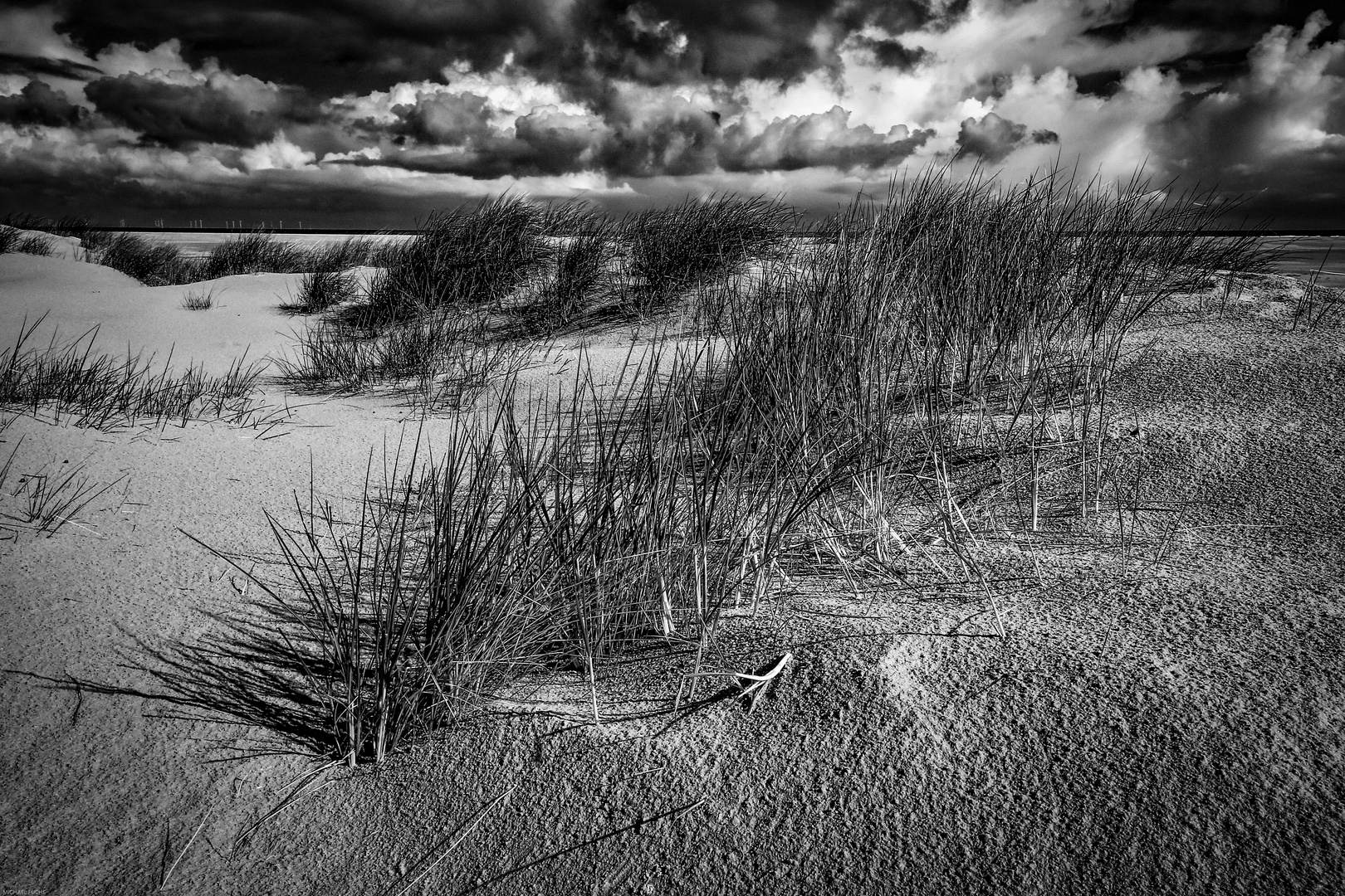 Dünengras , Borkum