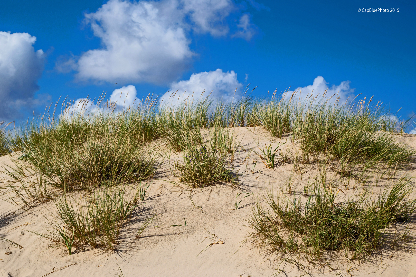 Dünengras Costa de la Luz Novo Sancti Petri Foto & Bild europe, spain