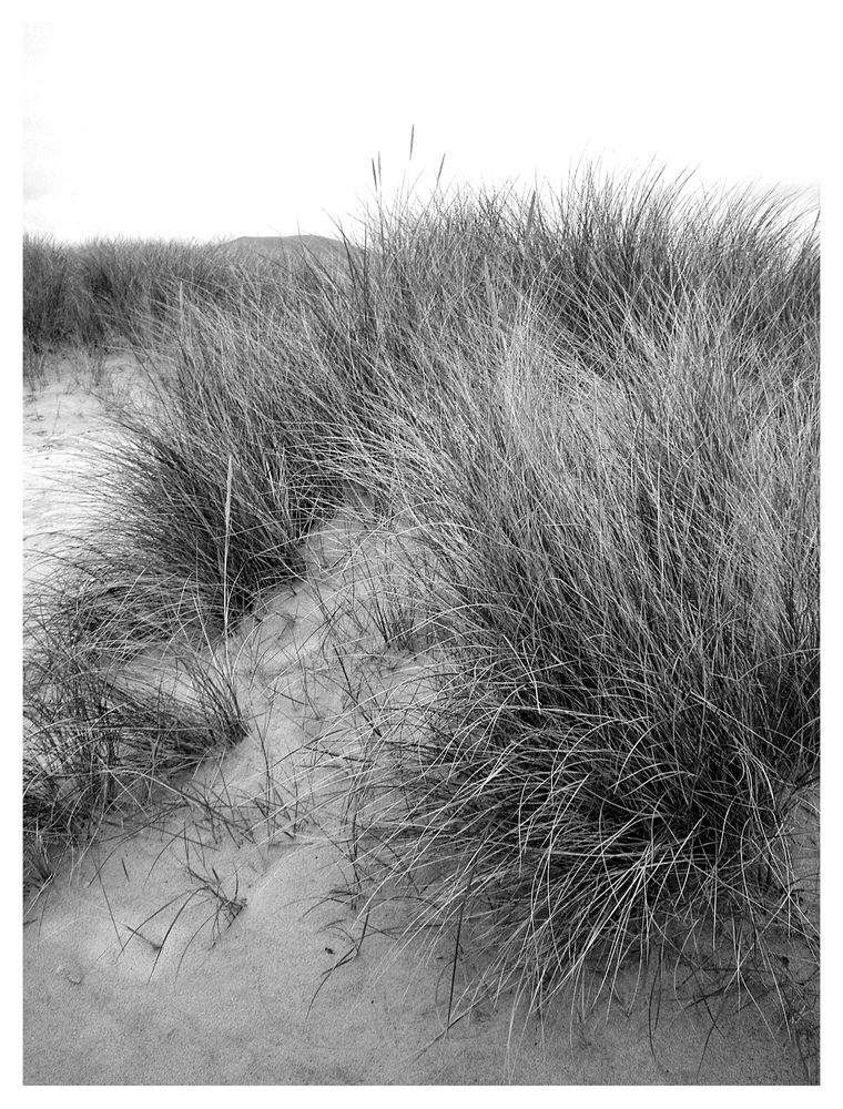 Dünengras.... Dune grass...