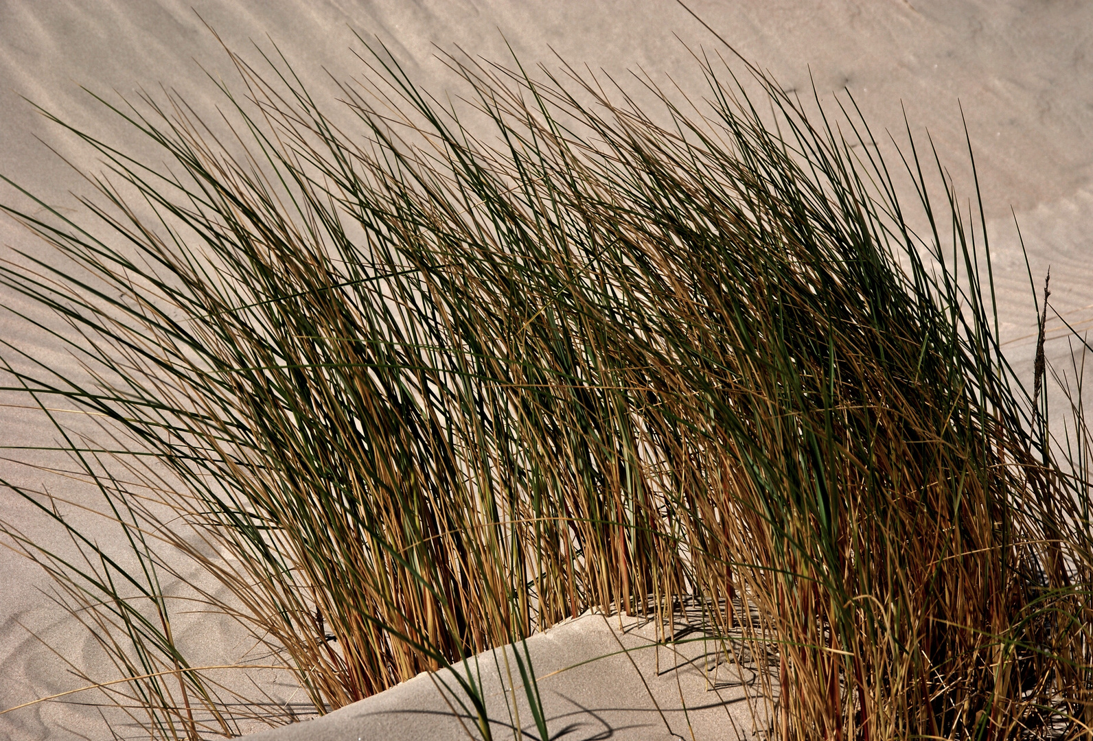 Dünengras Foto & Bild deutschland, europe, niedersachsen Bilder auf