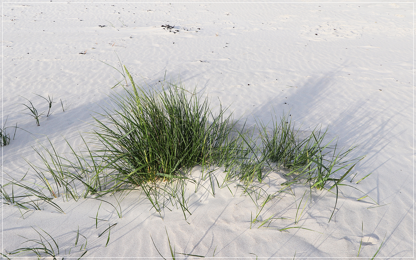 " Dünengras " Foto & Bild landschaft, meer & strand, dünen Bilder auf