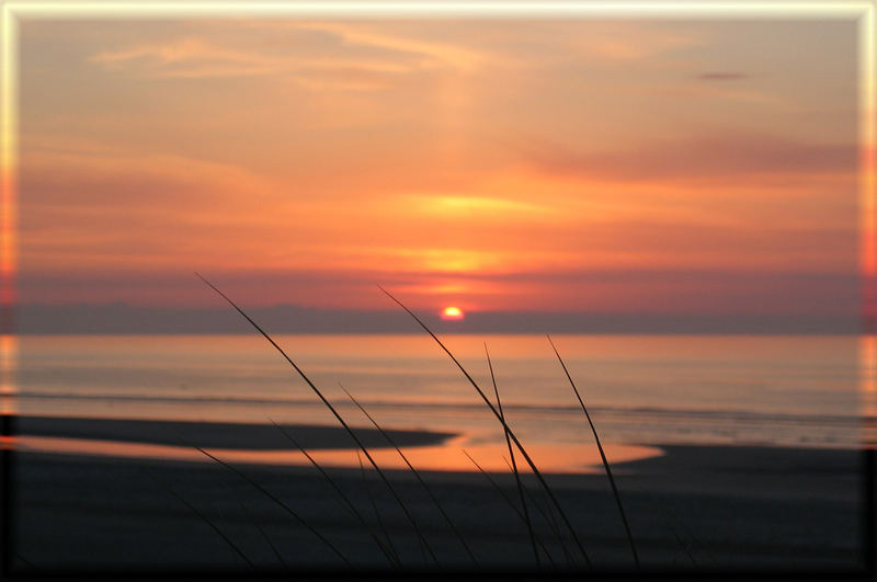 Dünengras im Abendlicht