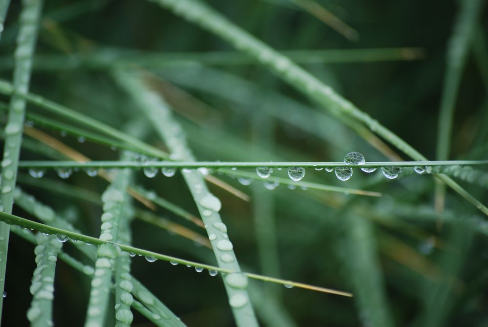 Dünengras im Morgenregen