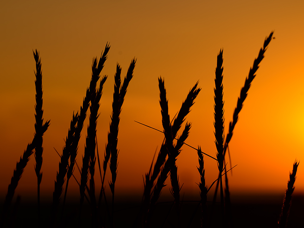 Dünengras im Sonnenuntergang