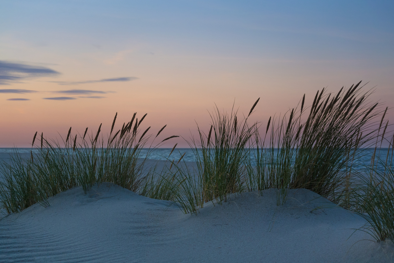 Dünengras im Sonnenuntergang