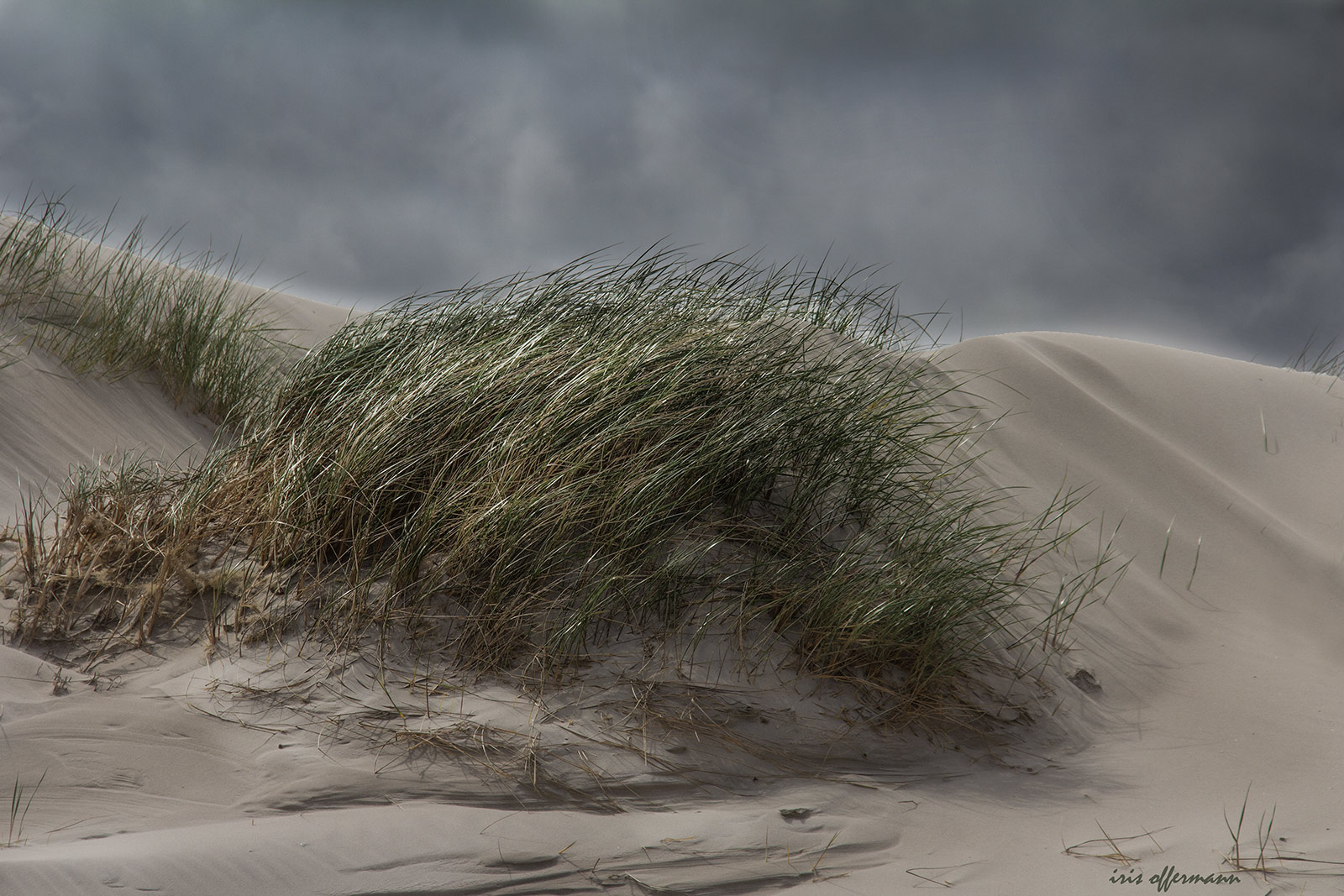 Dünengras im Wind