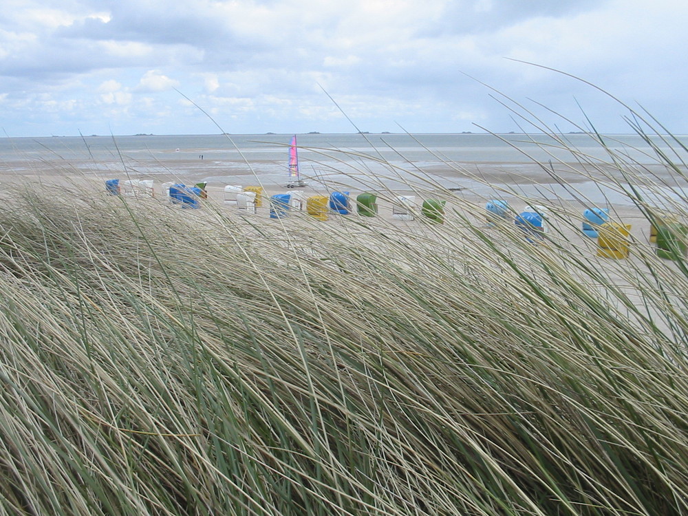 Dünengras im Wind