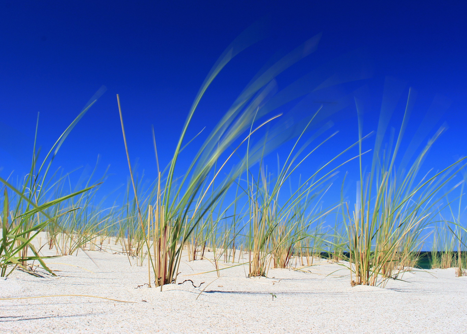 Dünengras im Wind