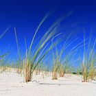 Dünengras im Wind