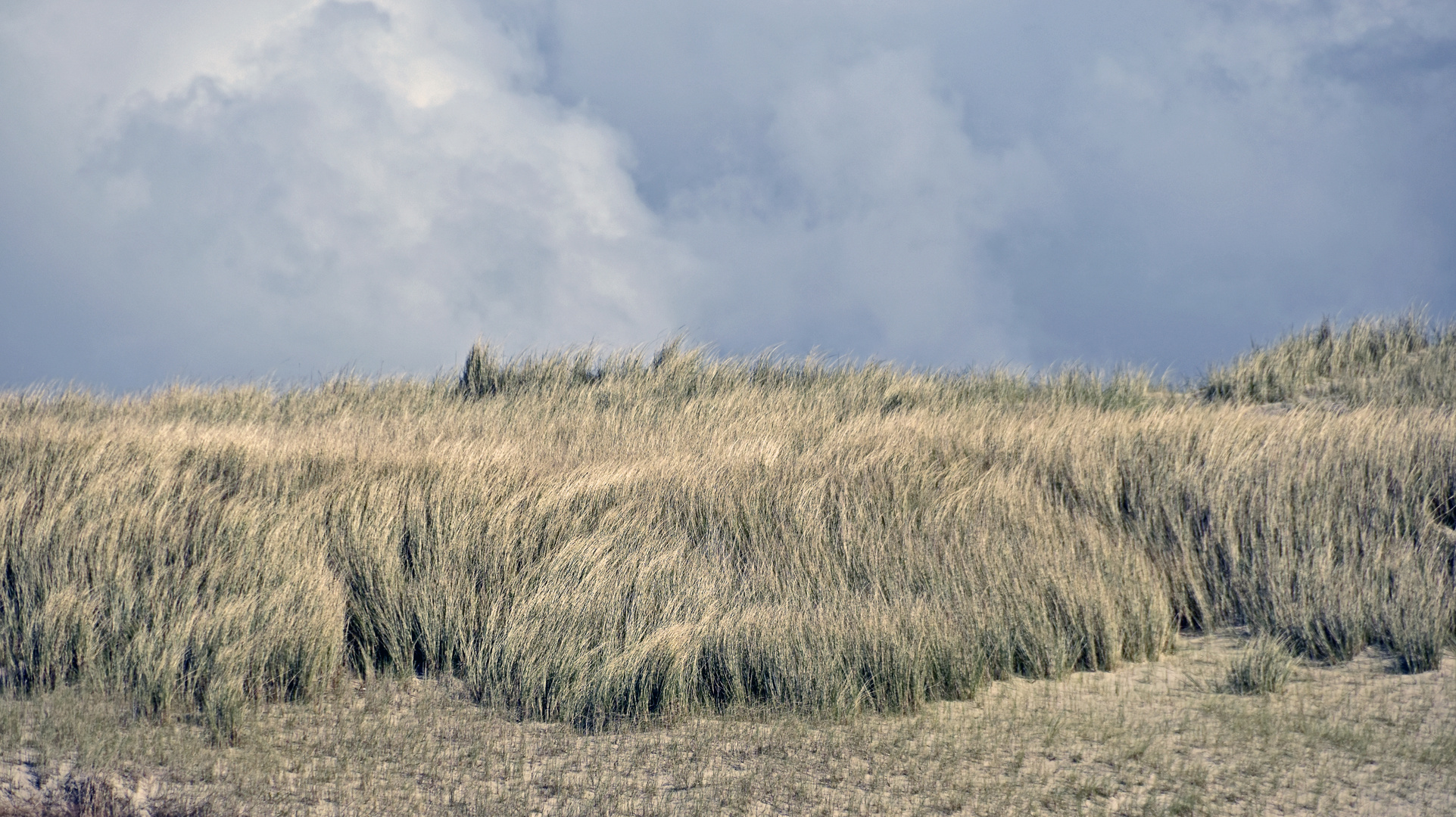 Dünengras im Wind