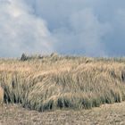 Dünengras im Wind